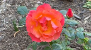 🌹 Livin' Easy Romantic Floribunda Rose // Harkness // 1st Bloom from a Band