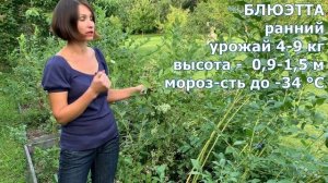 Как выбрать сорт голубики для посадки//Обзор лучших сортов голубики - ранние, средние, поздние