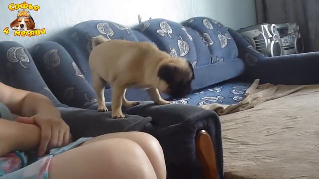 Софья смотреть онлайн