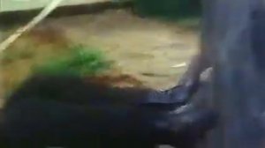 Могильщик - Митхун Чакраборти