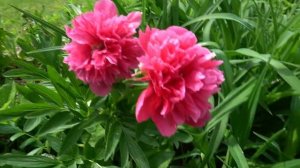 Пион лекарственный Рубра Плена. Paeonia officinalis Rubra Plena.