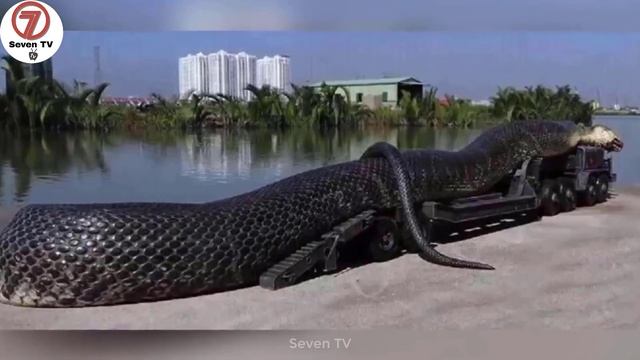 5 Most Largest Snakes Found in the World | Biggest Snake of the World (Urdu/Hindi) смотреть онлайн