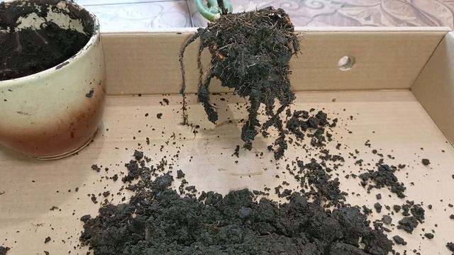 Педилантус пересадка 26.10.23 #flowers #город61 #комнатныецветы #пересадкарастений #педилантус