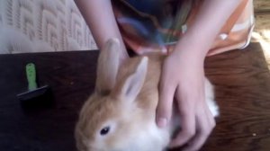 Как купать кролика?|Купали Катюху!!!|Затопили соседей!!!???