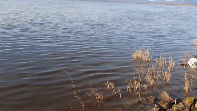 Рыбалка на реке Амур резинкой на сига смотреть онлайн