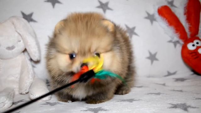 В продаже мини девочка померанского шпица, рыжего окраса, 100 % мишка