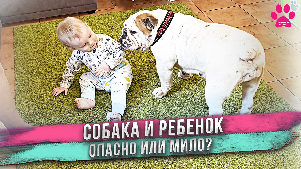 Можно ли доверять собаке малыша? Опасно или мило? Обзор сразу 22 щенков! смотреть онлайн