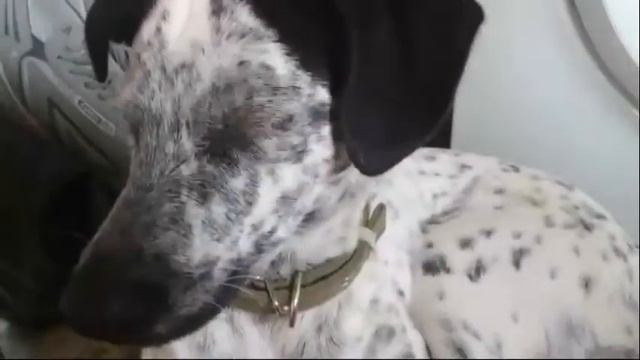 далматинец смотреть онлайн