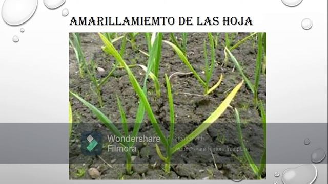 LIATRIS смотреть онлайн