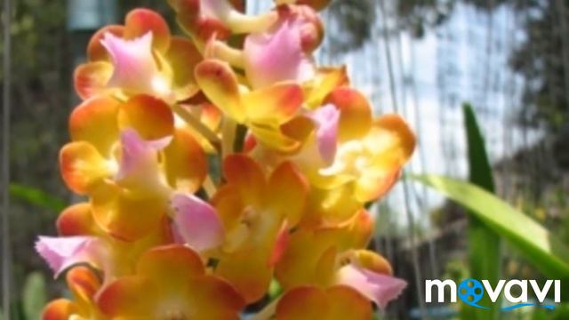 Орхидеи 💟Шикарные новинки в моей коллекции👍 смотреть онлайн