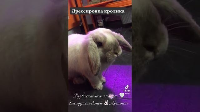 Смешные животные | Приколы с животными 2022 | Вислоухий Кролик Funny animals смотреть онлайн