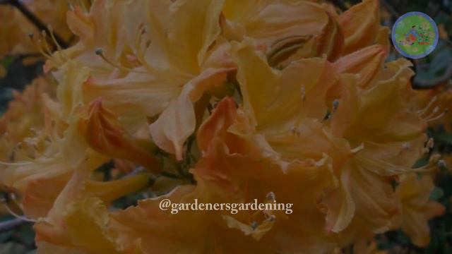 10 Types of Rhododendrons, and Tips to extend Azalea Blooming Time смотреть онлайн