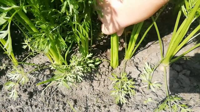 Почему я рано не прореживаю морковь. смотреть онлайн
