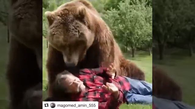 Медведи любят людей смотреть онлайн