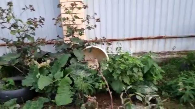 МУСКУСНАЯ УТКА СЕЛА НА ЯЙЦА смотреть онлайн