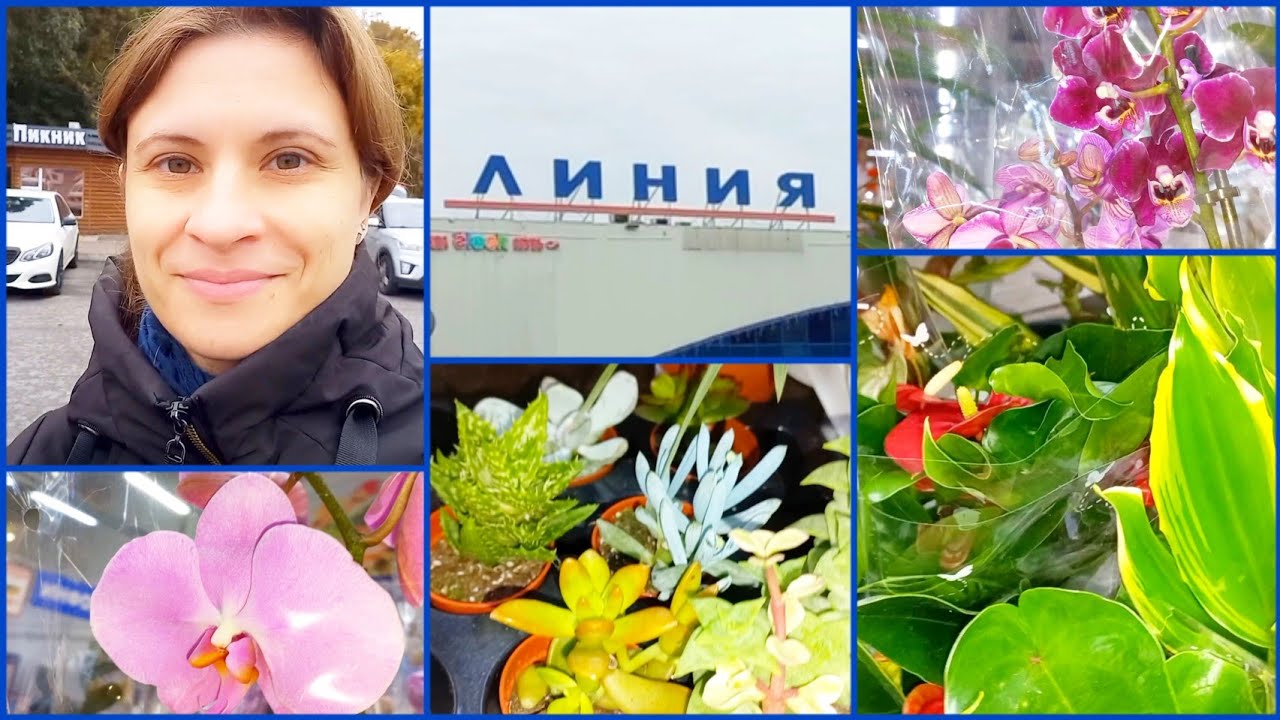 22.10.23 Линия? #цветы ?Орхидеи мультифлоры?Фикусы?Драцены?Антуриумы?Суккуленты? #растения смотреть онлайн