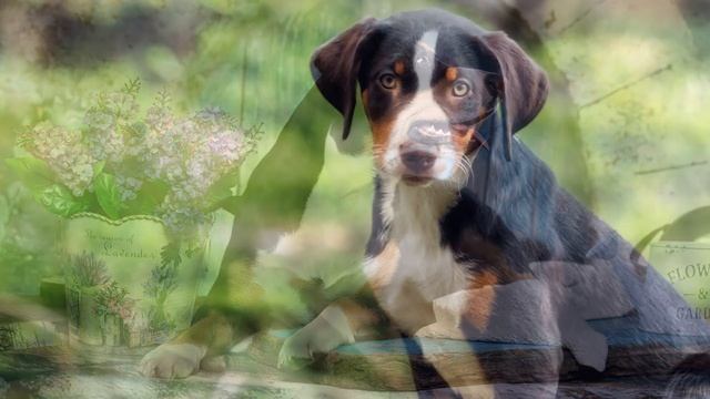 ► Appenzeller Sennenhund [2018] Rasse, Aussehen & Charakter смотреть онлайн