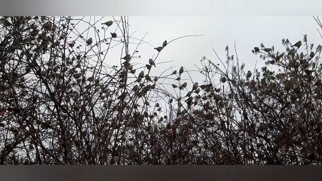 Стая воробьёв облепила дерево, украсив как новогоднюю ёлку. смотреть онлайн