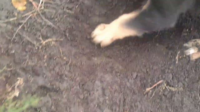 Вирощування спаржі. Пересадка смотреть онлайн