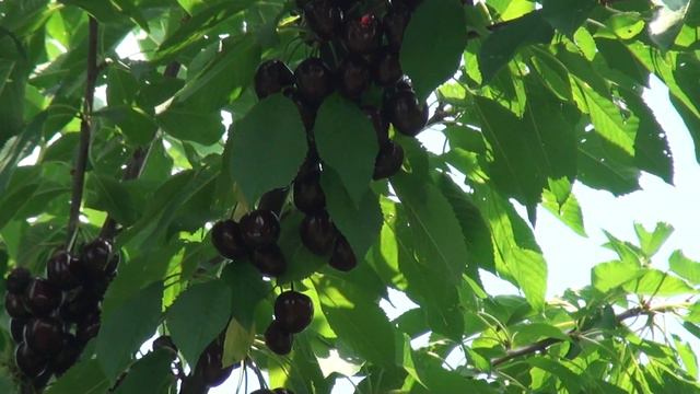 Ах ,сад ты мой сад ,благодатный край! смотреть онлайн