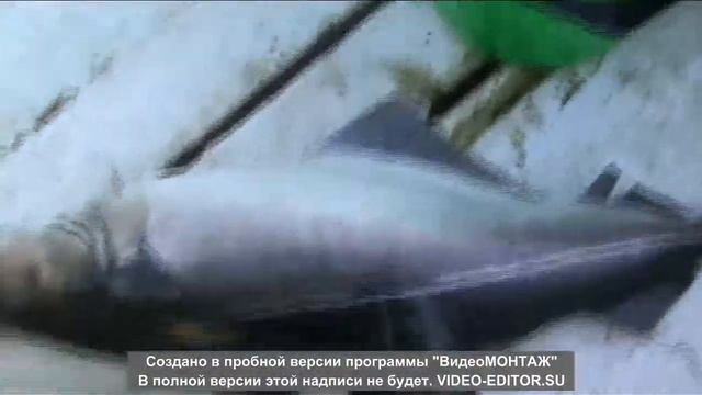 Ловля сайды смотреть онлайн