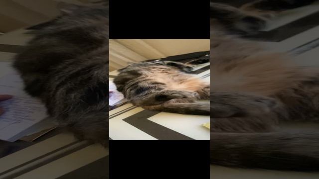 Гера и искусство ? #geravna #искусство #дом #котики