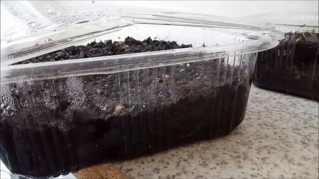 ПОСЕЯЛА МАТТИОЛУ И АНЮТИНЫ ГЛАЗКИ. ОТ ПОСЕВА ДО ВСХОДОВ. ОСЕННИЕ И ЗИМНИЕ ЦВЕТЫ. смотреть онлайн