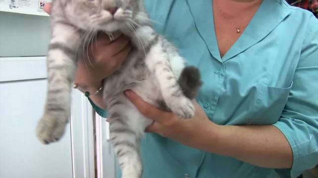 Как выбрать здорового котенка смотреть онлайн