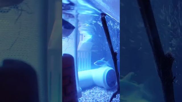 жизнь рыб смотреть онлайн