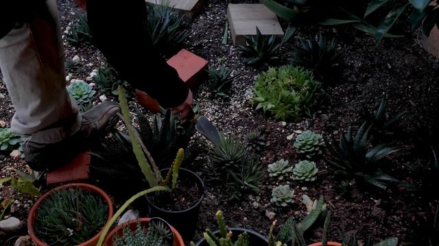 #164 Planting Sempervivum Between My Echeveria, Picking An Area For My Grow Lights, And Future Plan