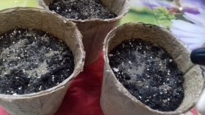 ОБРИЕТА -ВЫРАЩИВАНИЕ ИЗ СЕМЯН.ЦВЕТУЩИЙ МНОГОЛЕТНИЙ КОВЁР.