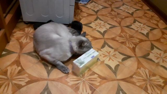 Кошачья травка смотреть онлайн