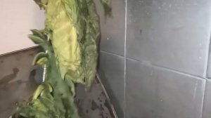 Табаководство