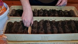 Как и когда сеять лук ЭКСИБИШЕН