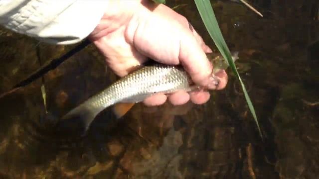 Рыбалка нахлыст голавль на муху смотреть онлайн