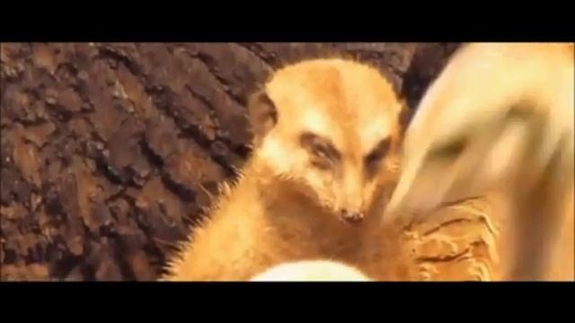 Очень милый засыпающий сурикат / Very cute meerkat dreaming смотреть онлайн