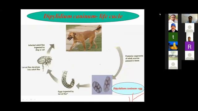 Webinar on Zoonotic Potential of Parasitic Diseases of Dog and Cat Origin by Dr. Rajesh Katoch смотреть онлайн