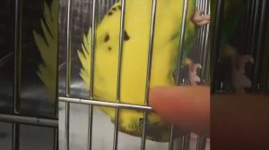 Волнистый попугай  ругается