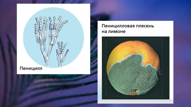 "Группа Несовершенные грибы", Биология 7 класс, Сивоглазов смотреть онлайн