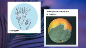 "Группа Несовершенные грибы", Биология 7 класс, Сивоглазов