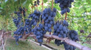 ВИНОГРАД РУСЛАН