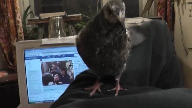 Птенец голубя Дикуша смотреть онлайн