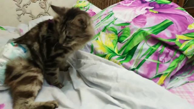 Мышку заказывали на Новый год? 🐀 смотреть онлайн