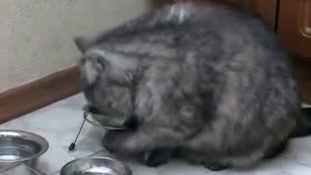 В миске пусто, Котэ в недоумении смотреть онлайн