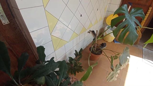 утро в Самегрело| по мегрелски|горный мед| Самегрело Грузия смотреть онлайн