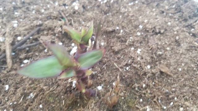 Sugarcane container growing pt. 9 - Pre-spouted nodes 2 - 2 weeks in the ground (06-01-2017) смотреть онлайн