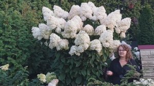 ШИКАРНАЯ МЕТЕЛЬЧАТАЯ ГОРТЕНЗИЯ ФАНТОМ