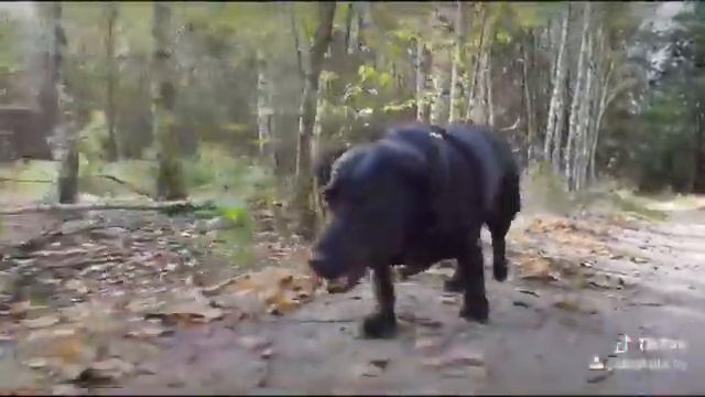 Беречь лес нужно не от пожара, а от человека смотреть онлайн