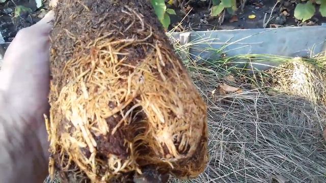 Фундук Трапезунд.Воздушные отводки,развитие темы. смотреть онлайн