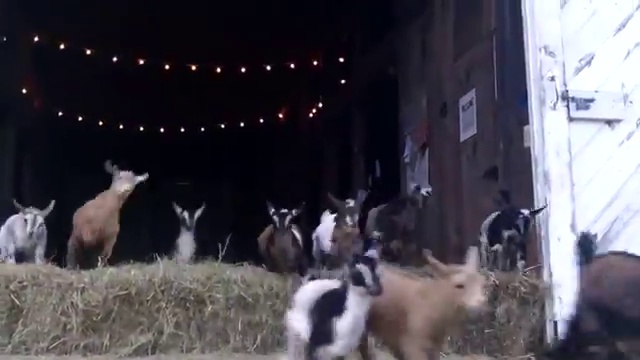 Baby Goat Flood at Sunflower Farm Козлёнок на ферме смотреть онлайн